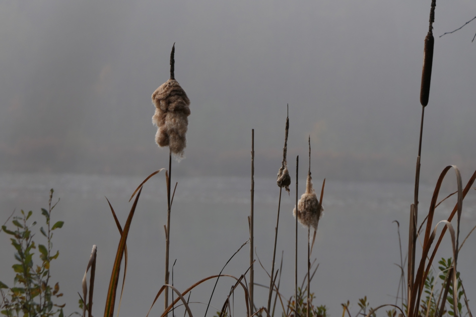 Sigaar - Planten - Lisdodde