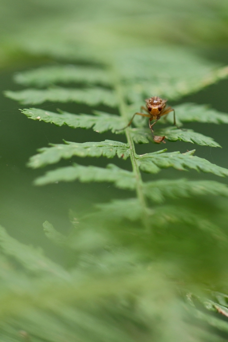 slakkendodend vliegje