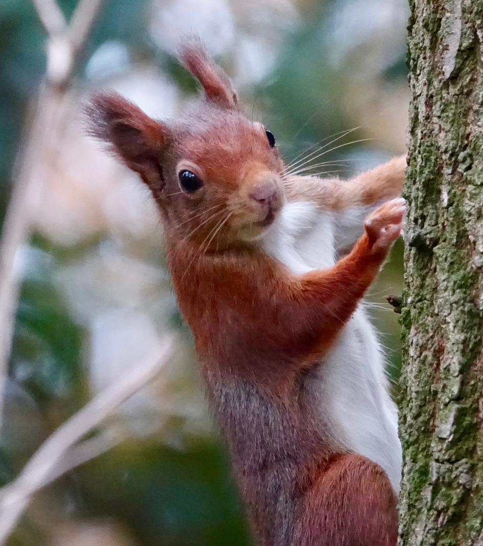 Smetteloos wit - Zoogdieren - Eekhoorn