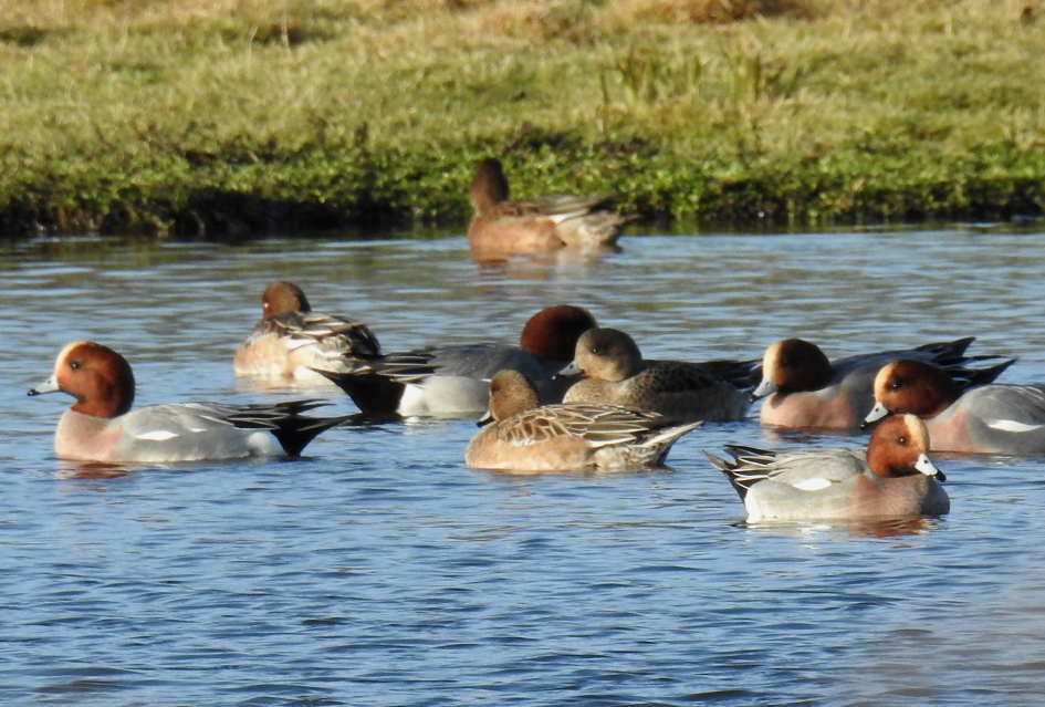 Smienten - Vogels - Smient