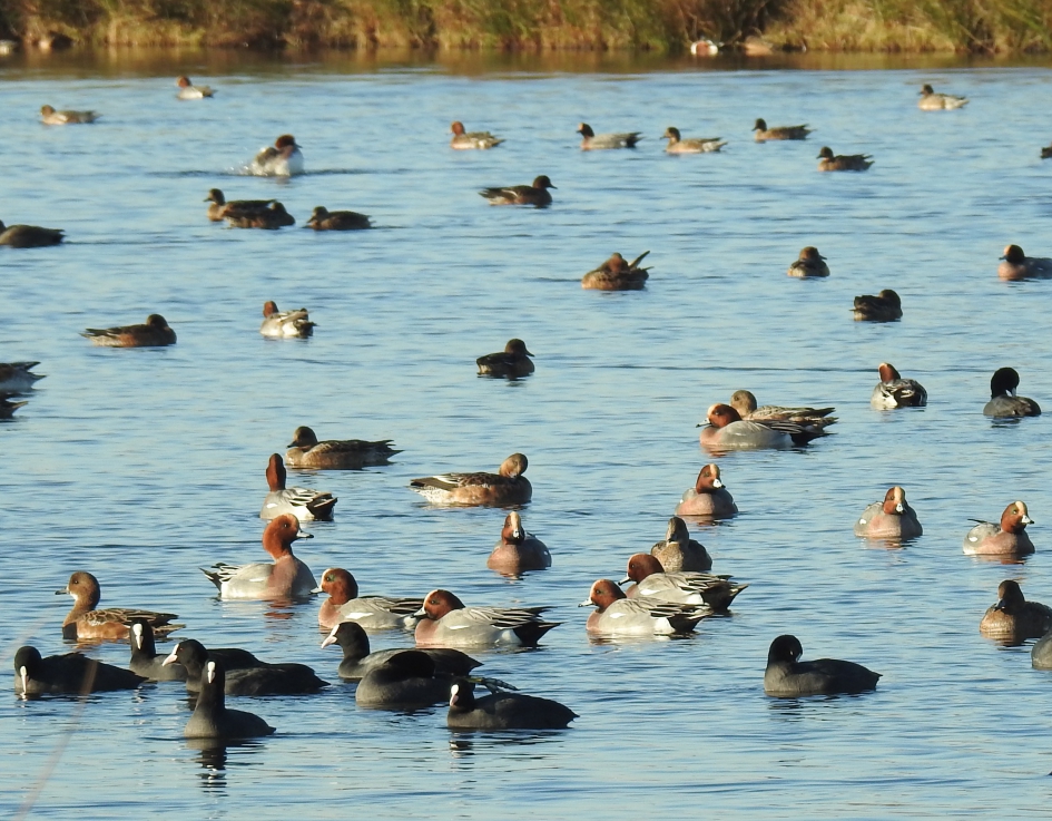 Smienten en meerkoeten - Vogels - Smient