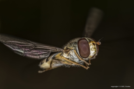 Snorzweefvlieg (Pyamazweefvlieg)