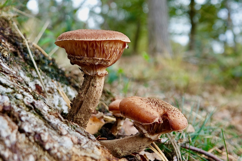 Sombere Honingzwam - Schimmels - Sombere Honingzwam