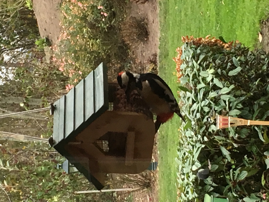 Specht eet pinda’s - Vogels - Bonte specht