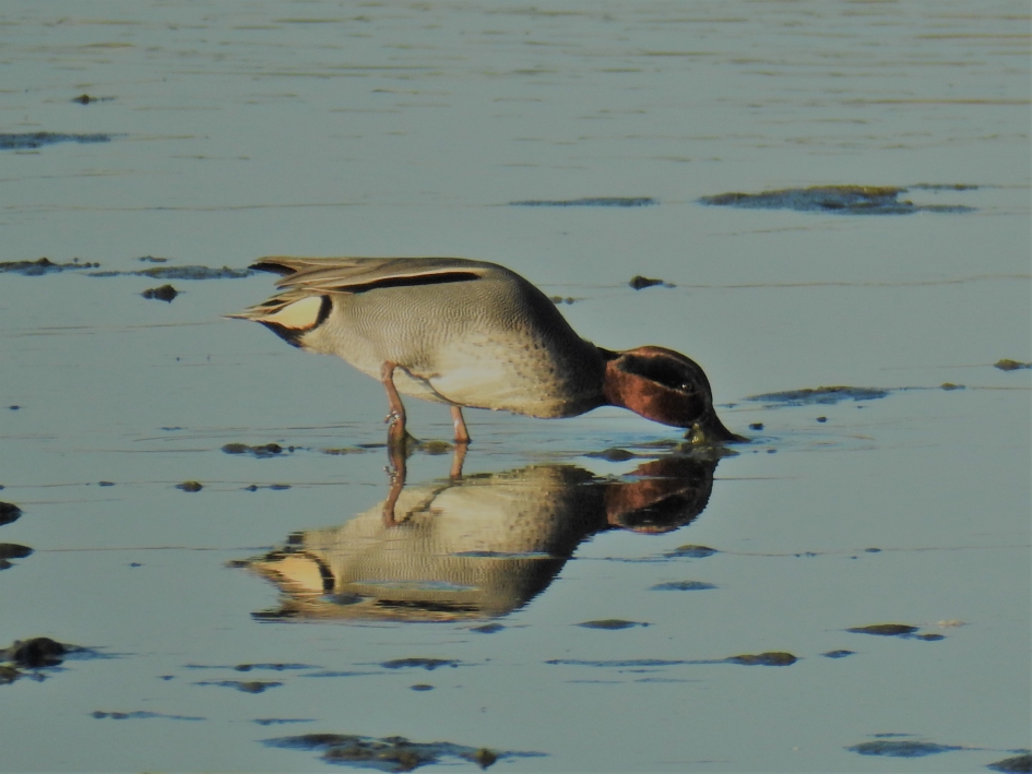 Spiegelbeeld - Vogels - Wintertaling