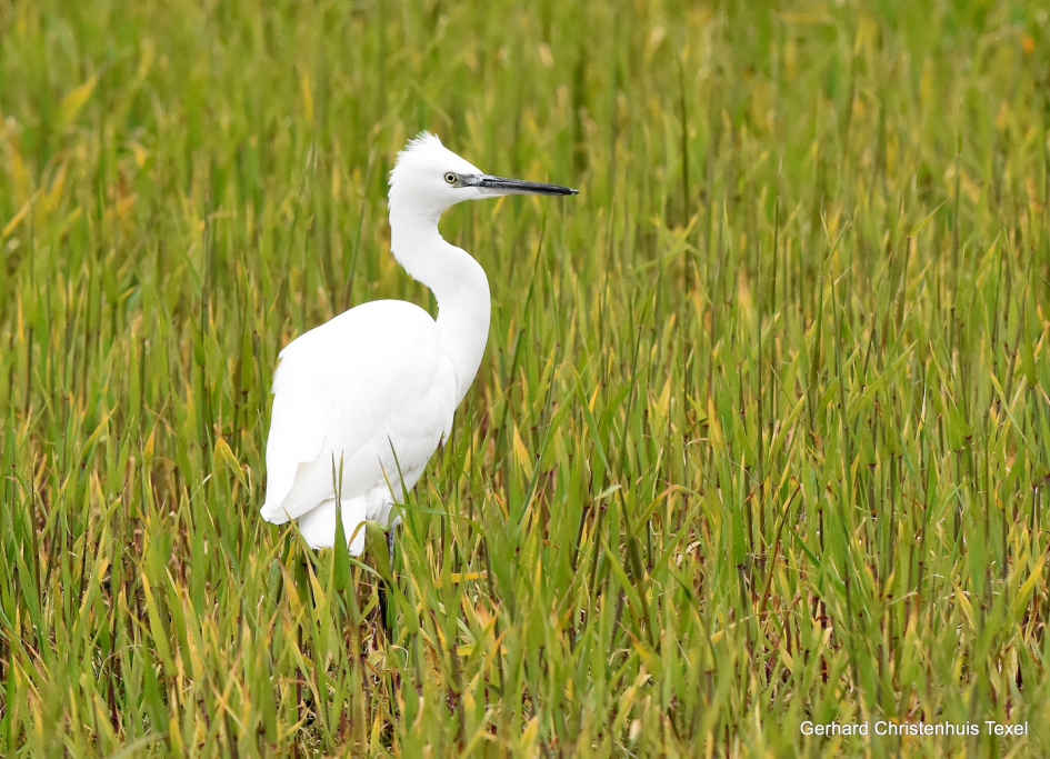 Spierwit  in het Groen - Vogels - Kleine zilverreiger.