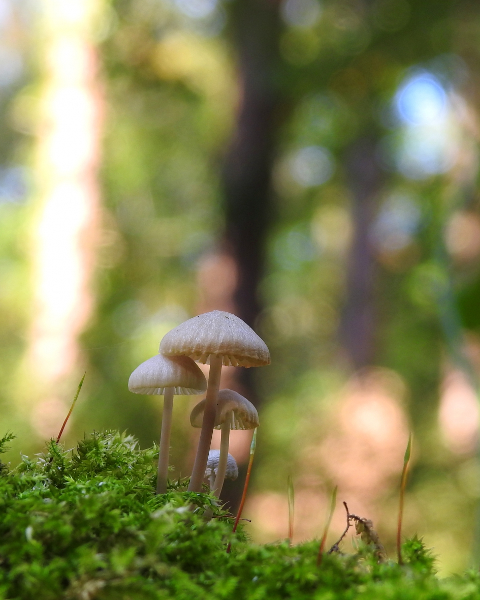 Sprookjeswereld - Schimmels - 