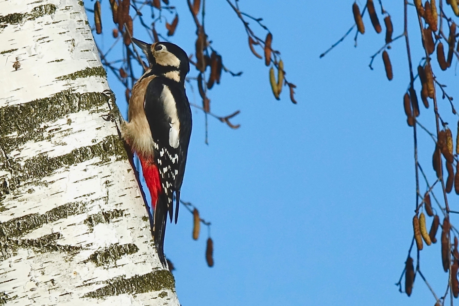Staartsteun - Vogels - Grote Bonte Specht