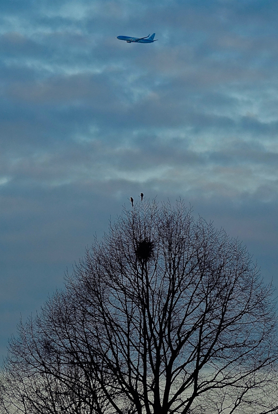 Twee standvogels en een doortrekker in de avondschemering - Vogels - Ekster