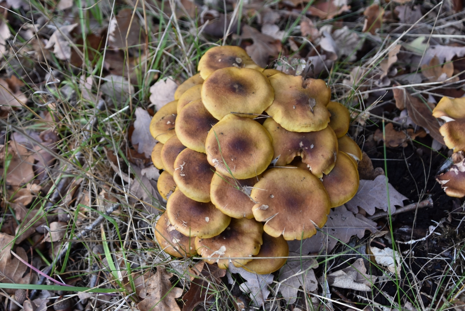 Stapeltje.. - Schimmels - 