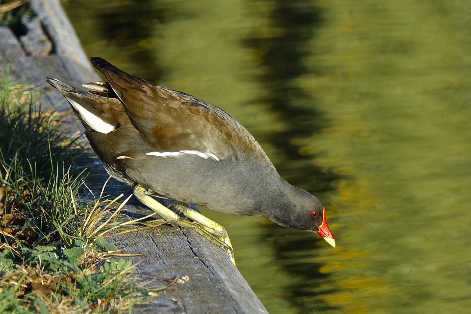 Startklaar - Vogels - Waterhoen