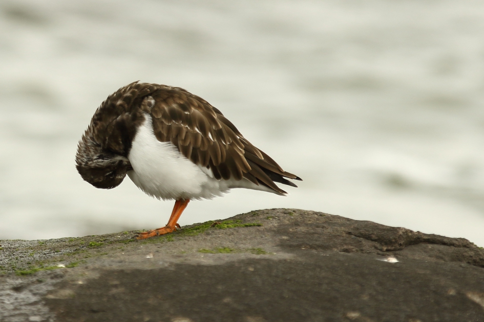 steenloper - Vogels - 