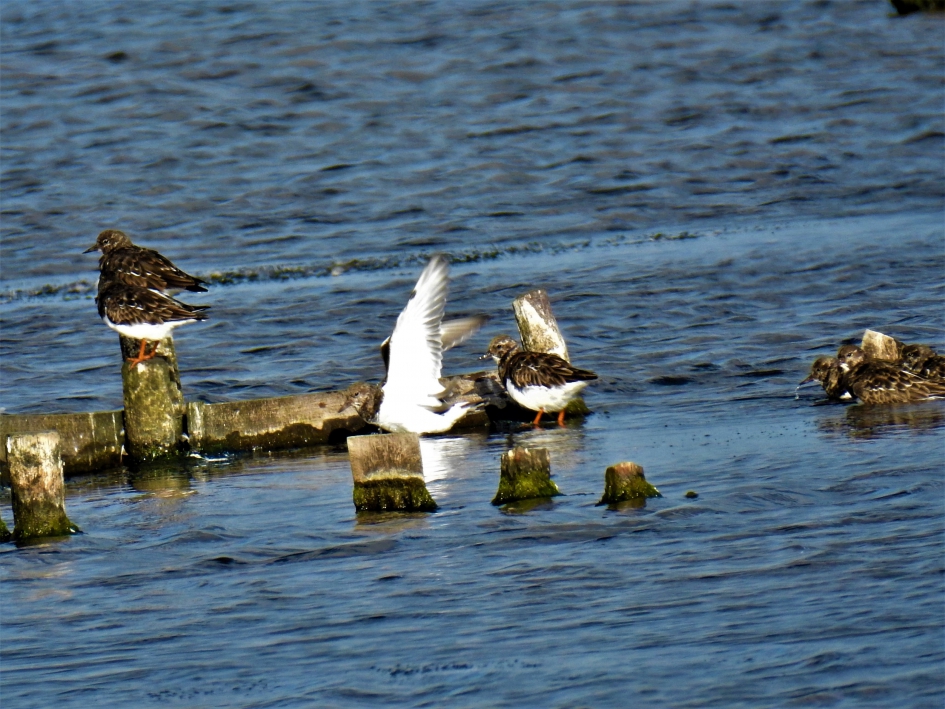 Steenlopers - Vogels - Steenloper