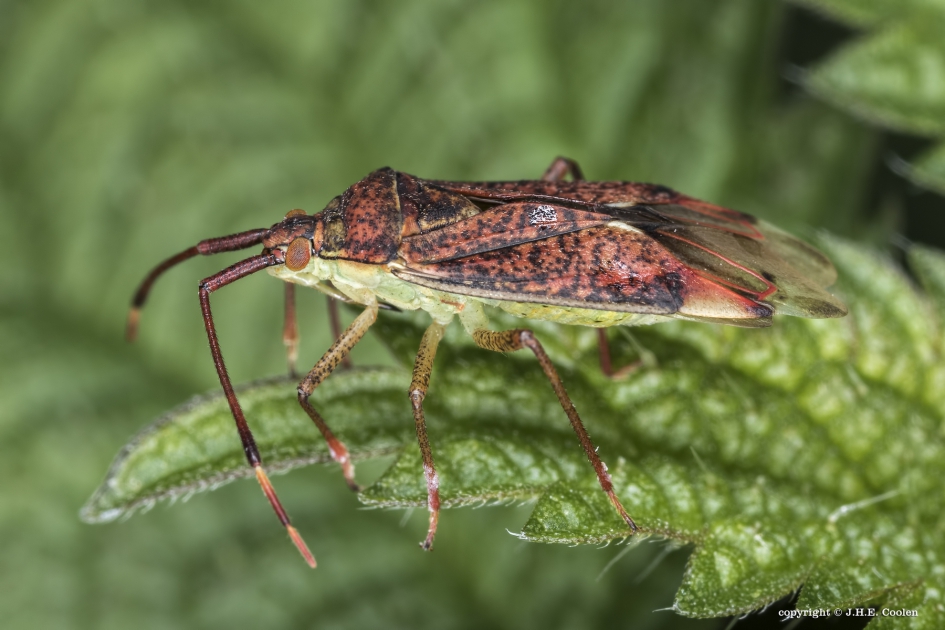 Stippelbindwants (Pantilius tunicatus) - Geleedpotigen - Stippelbindwants