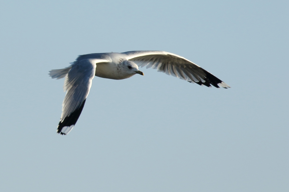 stormmeeuw - Vogels - stormmeeuw