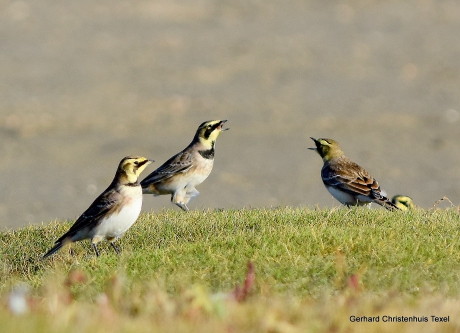 StrandLeewerikken op Texel