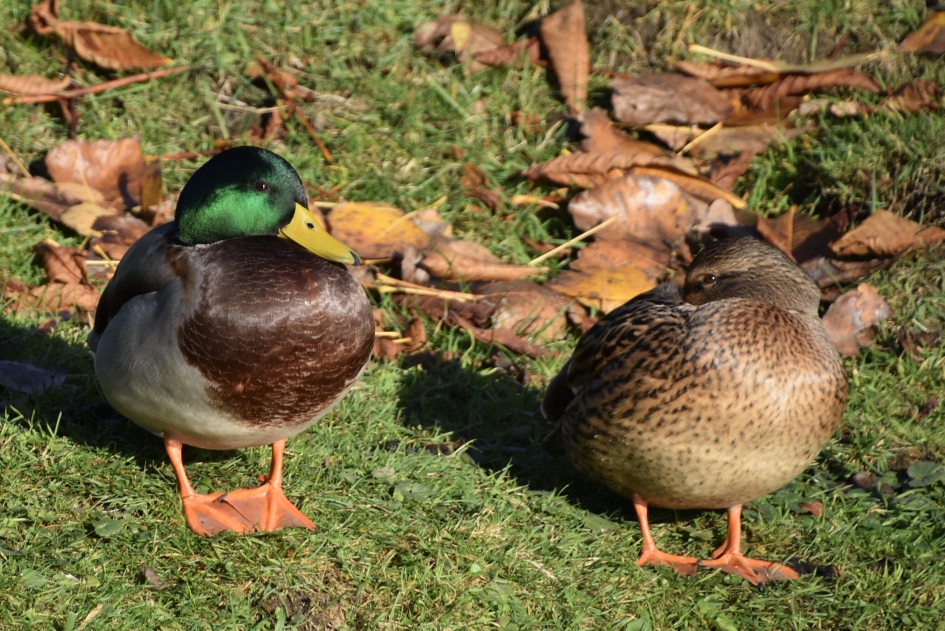 Suffen in de zon... - Vogels - 