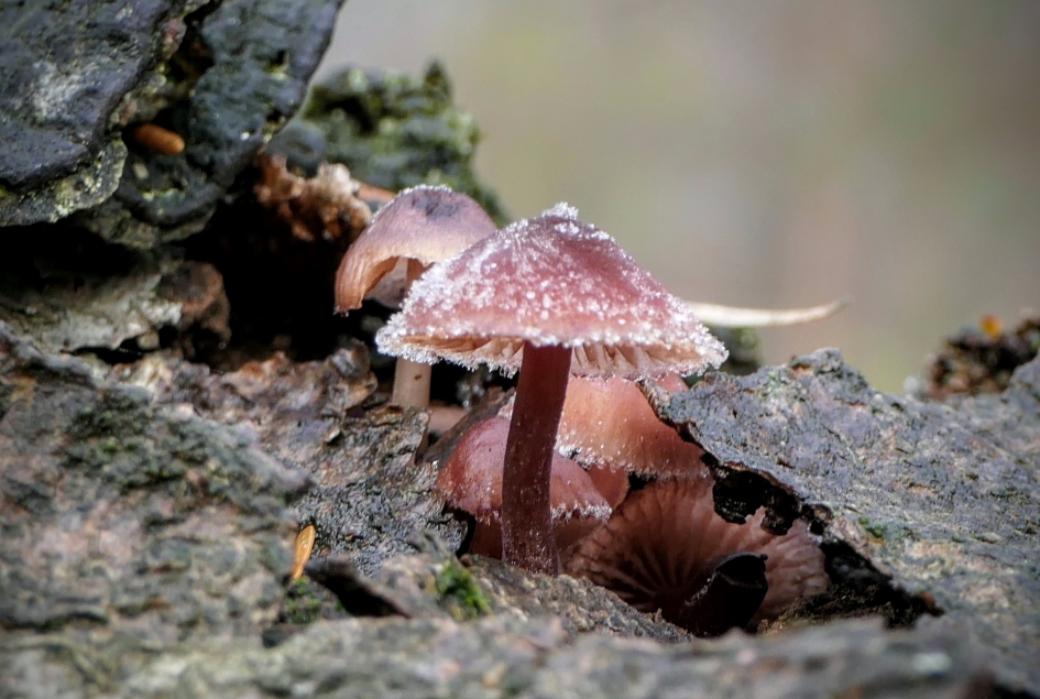 "Suikerhoedje" - Schimmels - Paddenstoelen