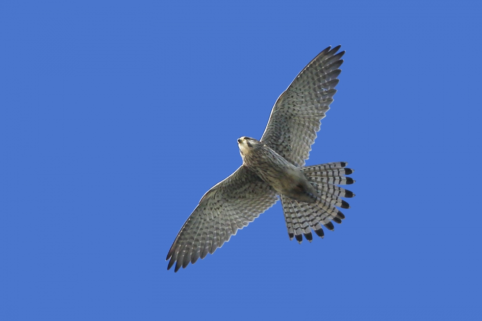 Torenvalk - Vogels - Torenvalk