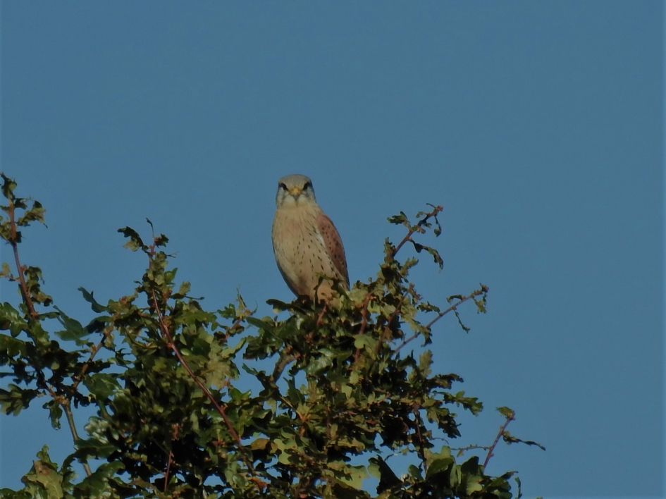 Torenvalk deel 2 - Vogels - Torenvalk