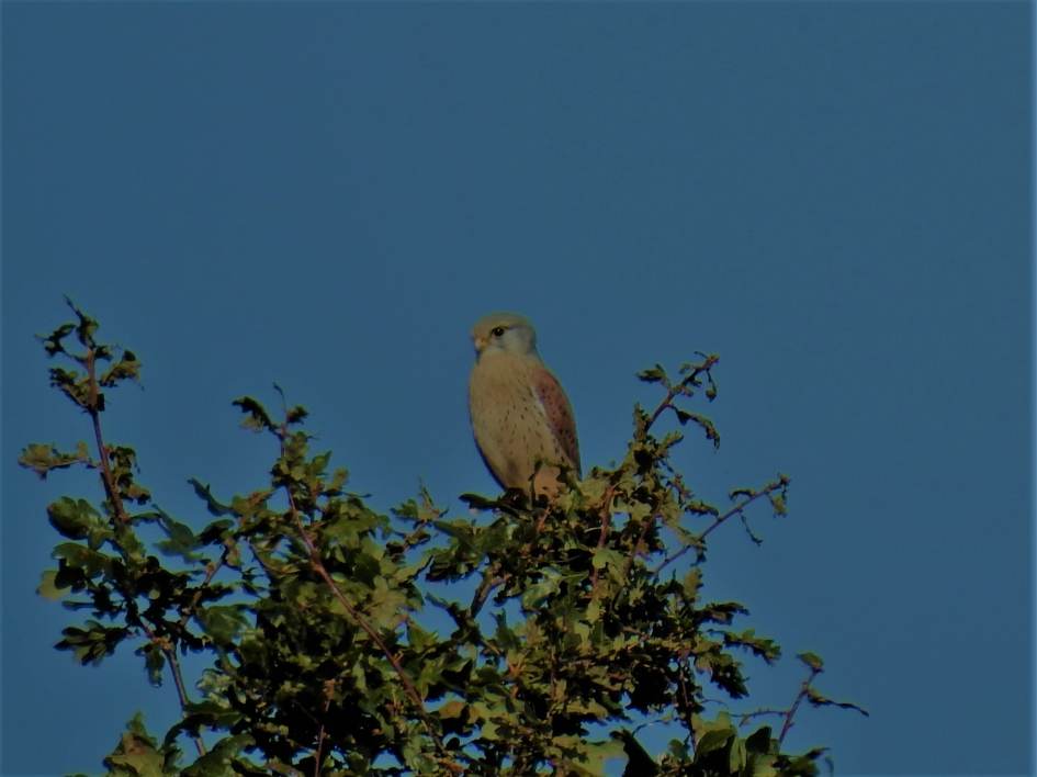 Torenvalk man deel 1 - Vogels - Torenvalk