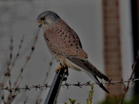 Torenvalk man op hek in woonwijk.