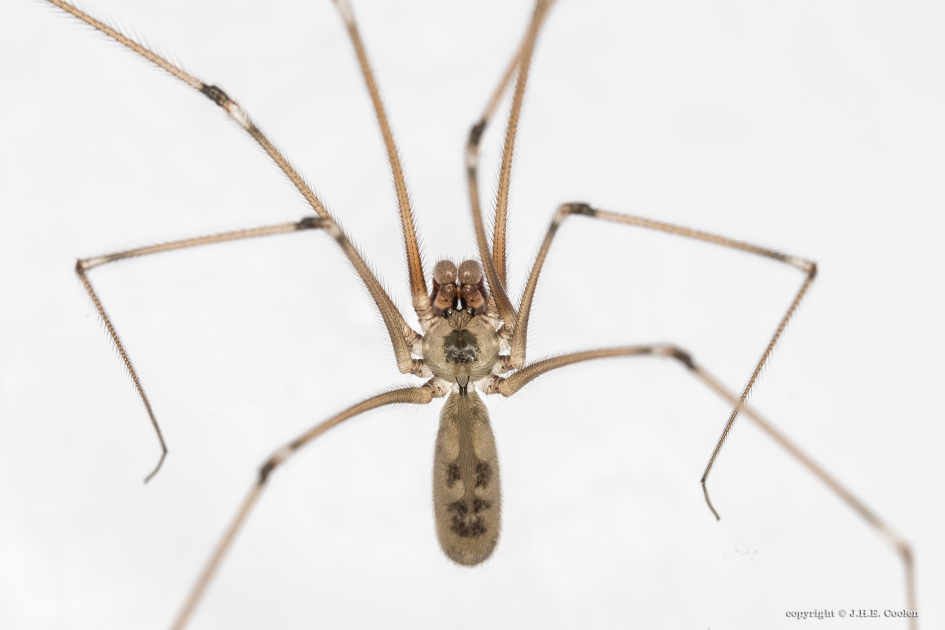 Trilspin - Geleedpotigen - Trilspin