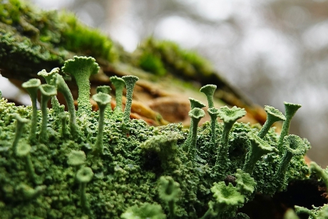 Trompetjes in het bos