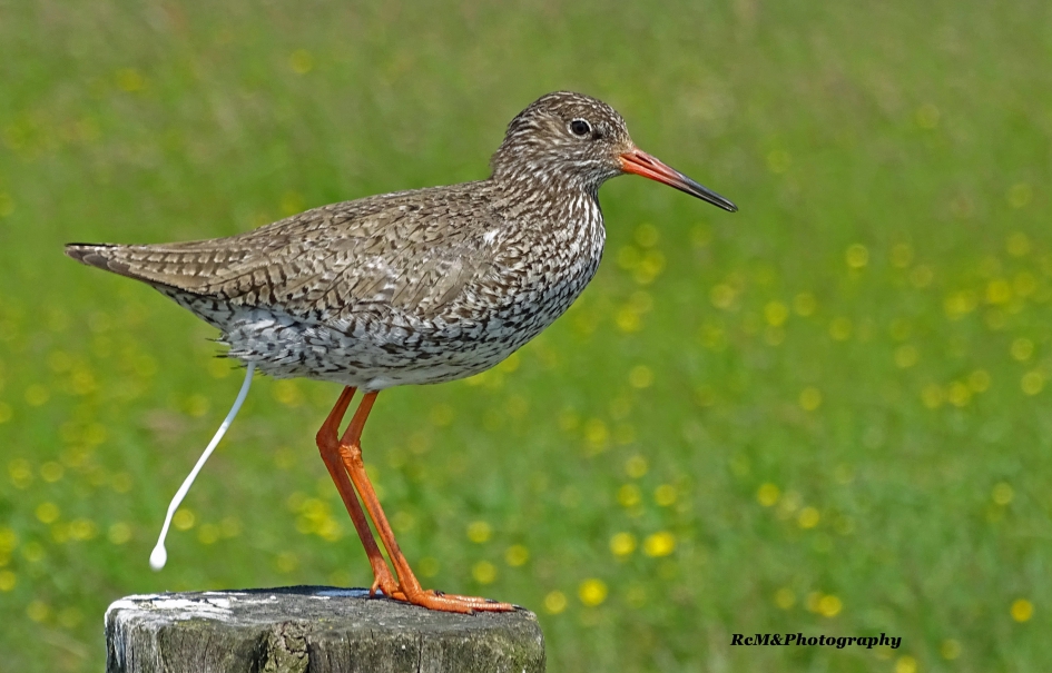 Tureluur. - Vogels - Tureluur.
