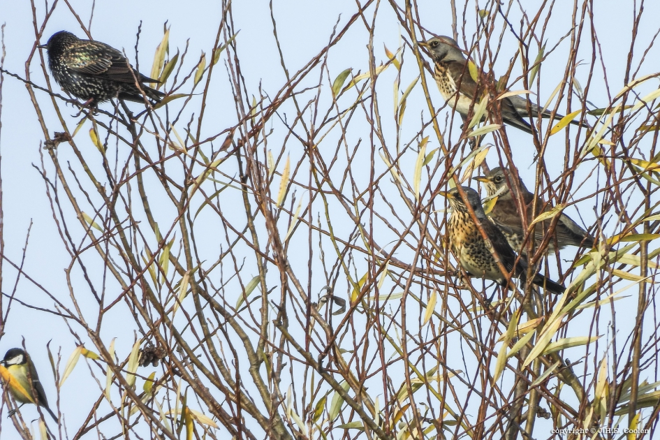 Uitkijken naar..... - Vogels - Koolmees, spreeuw, kramsvogel