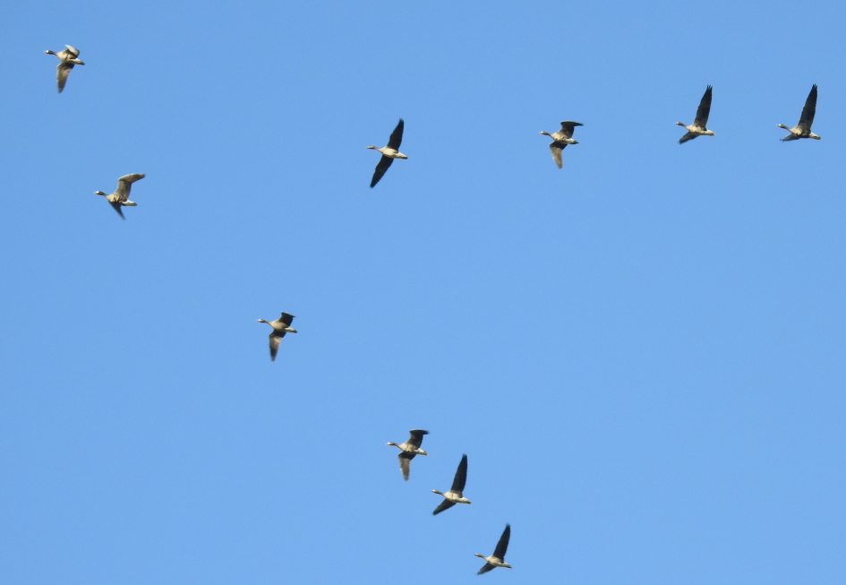 V formatie - Weer en landschap - 