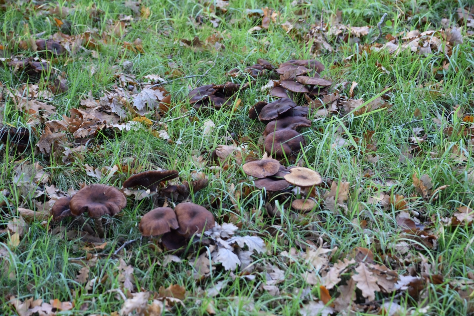 Veel paddenstoelen.. - Schimmels - 