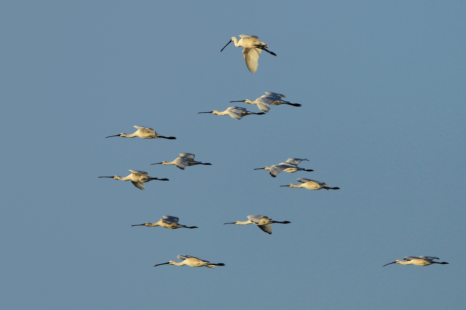 Vertrokken - Vogels - Lepelaar