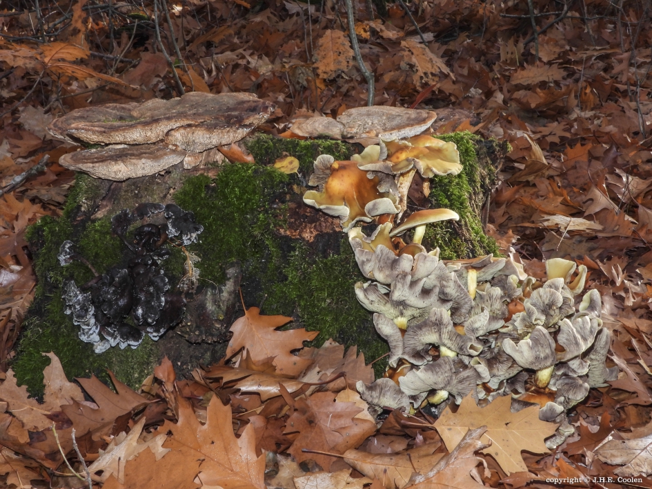 Verzameling - Schimmels - diversen
