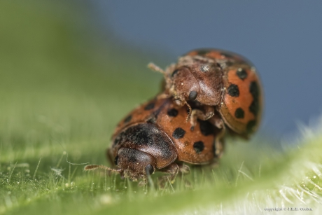 Vierentwintigstippelig lieveheersbeestje