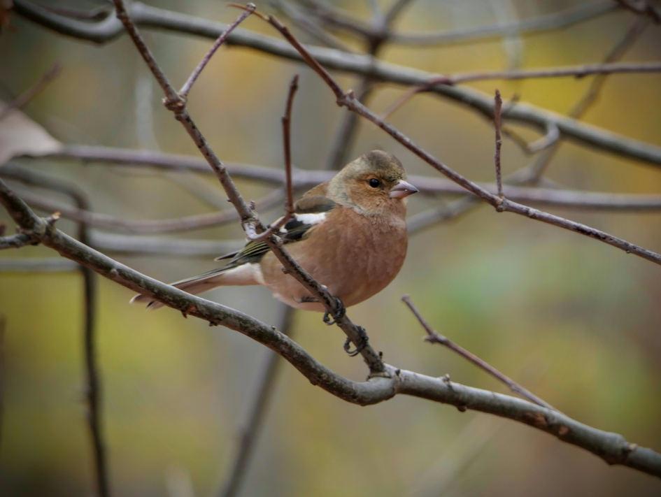 Vink - Vogels - Vink
