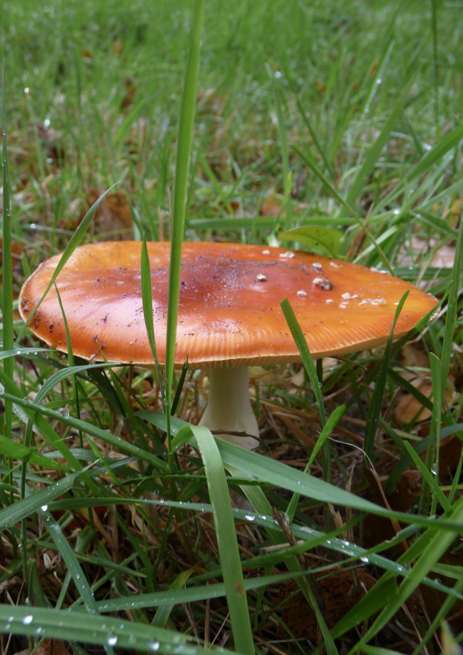 Vliegenzwam - Schimmels - 