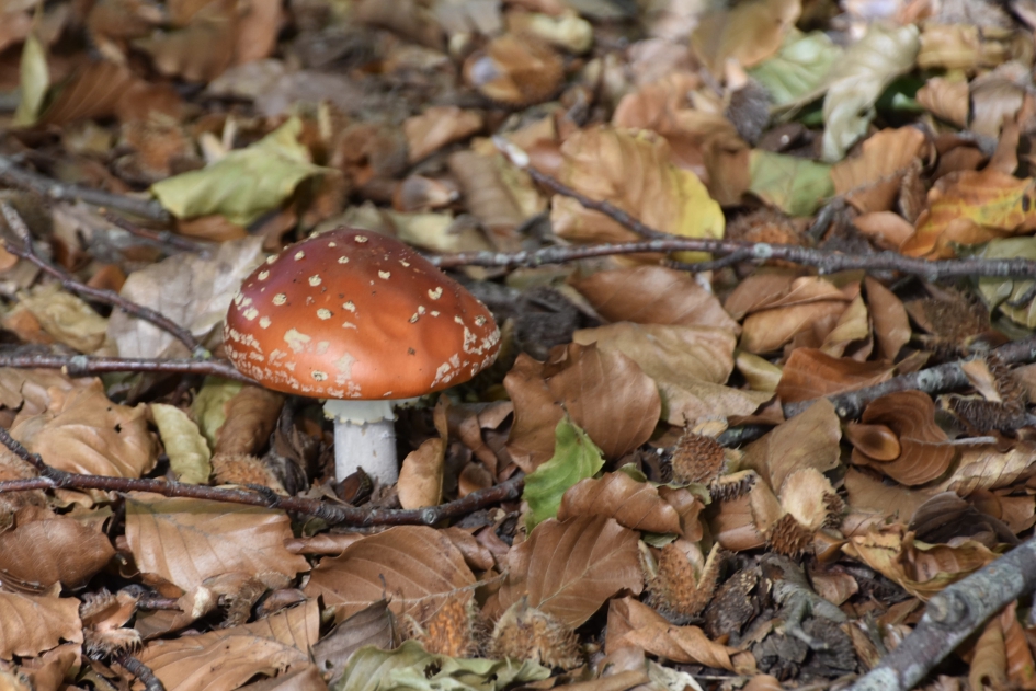 Vliegenzwam - Schimmels - 