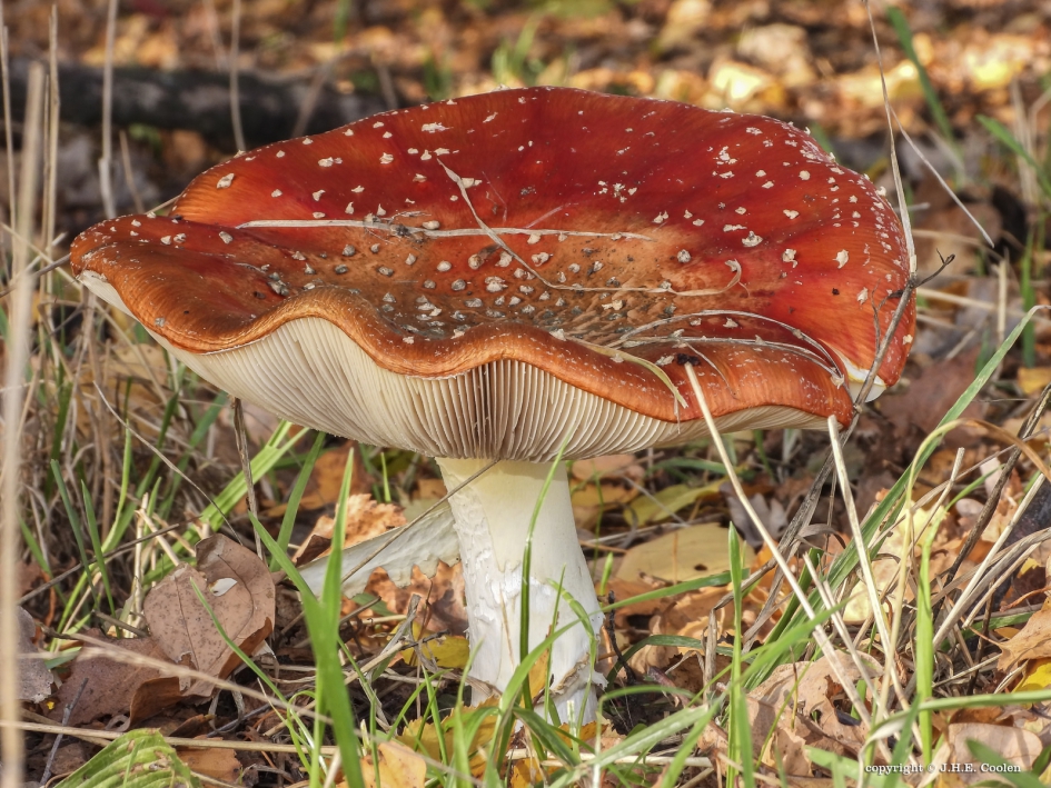 Vliegenzwam - Schimmels - Vliegenzwam