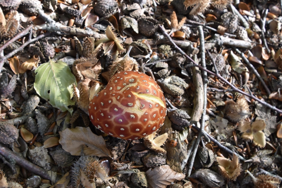 Vliegenzwam bolletje - Schimmels - 