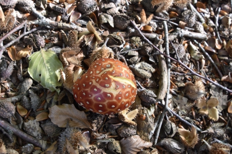 Vliegenzwam bolletje