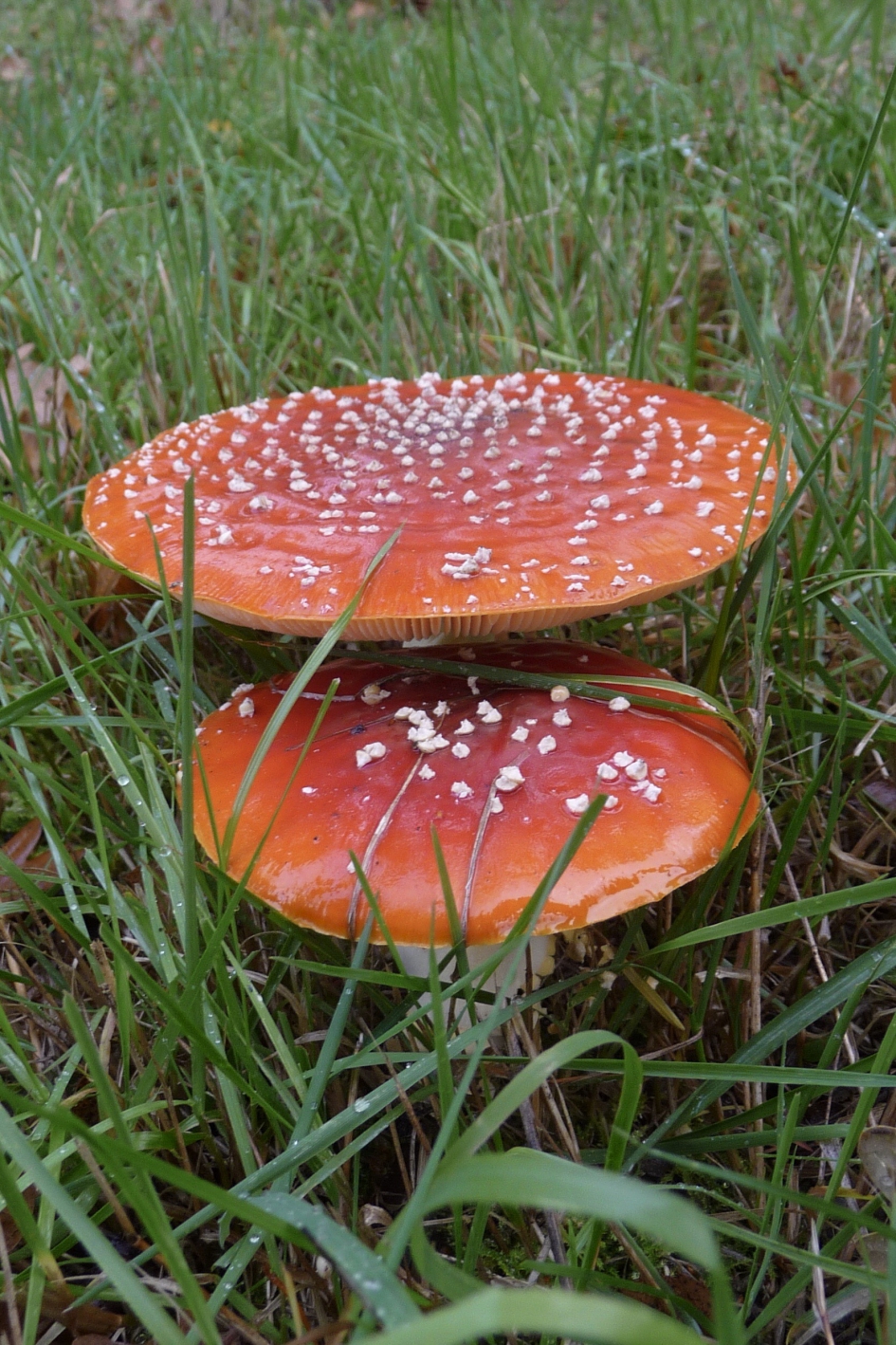 Vliegenzwammen - Schimmels - 