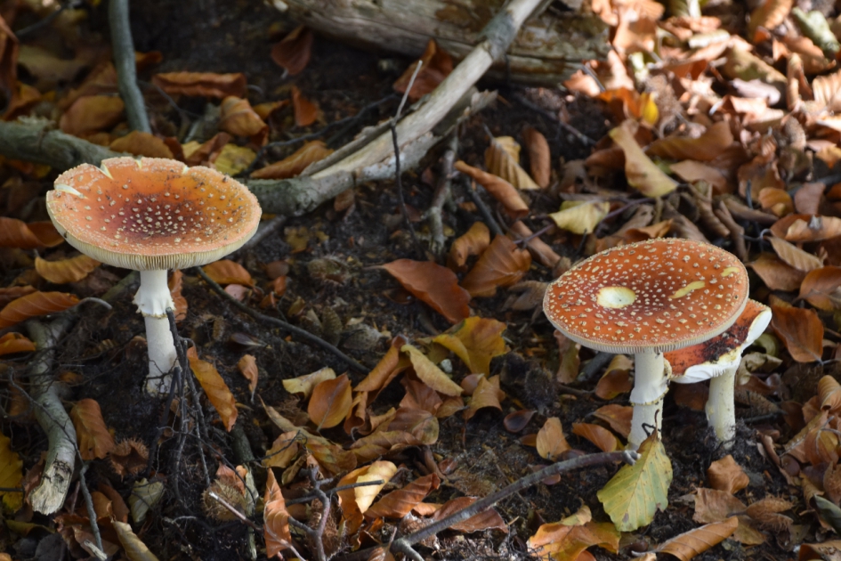 Vliegenzwammen - Schimmels - 