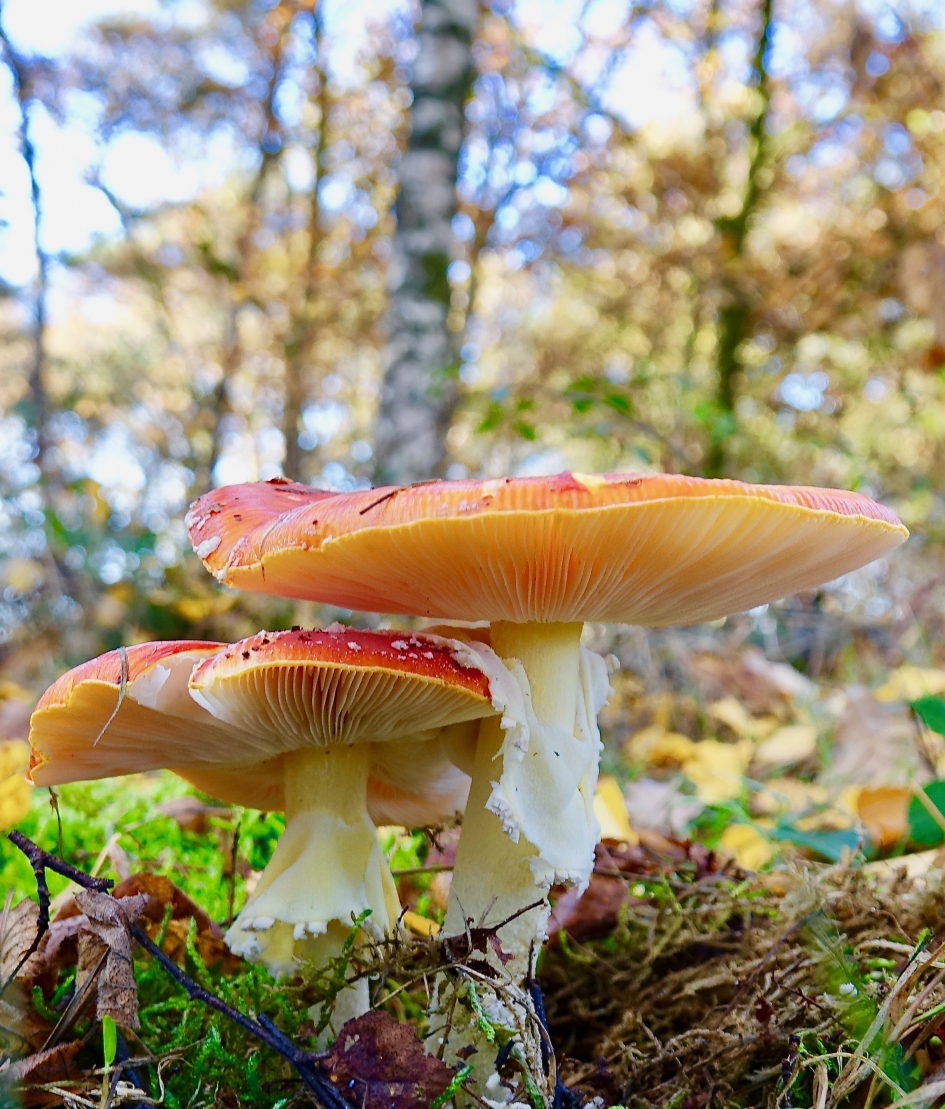 Vliegenzwammen - Schimmels - Vliegenzwam