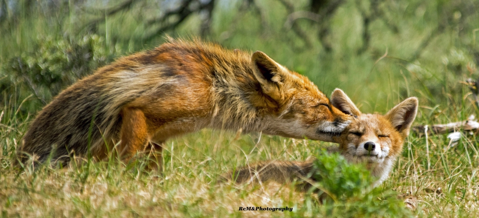 Vos. - Zoogdieren - Vos.