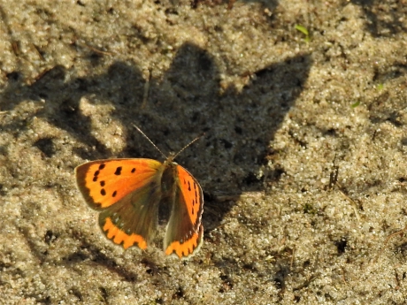 Vuurvlinders zijn er nog steeds ,al is het november