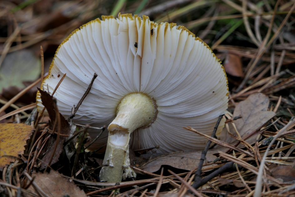 Waaier - Schimmels - Paddenstoel