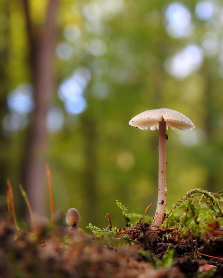 Want jij bent groot en ik is klein