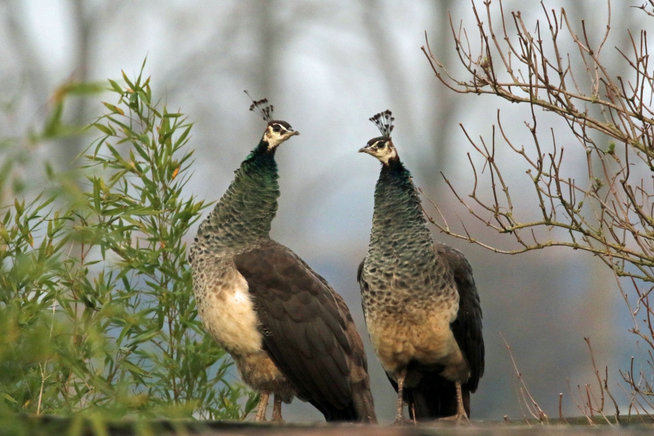 Wat u zegt buurvrouw, gelukkig wat minder koud vandaag... - Vogels - Pauwen