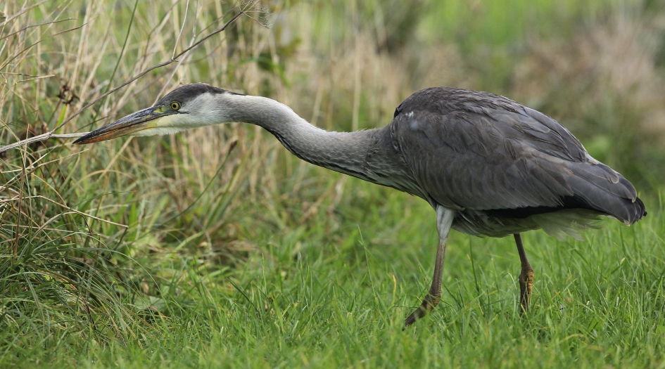 Wat zie ik ? - Vogels - Blauwe reiger